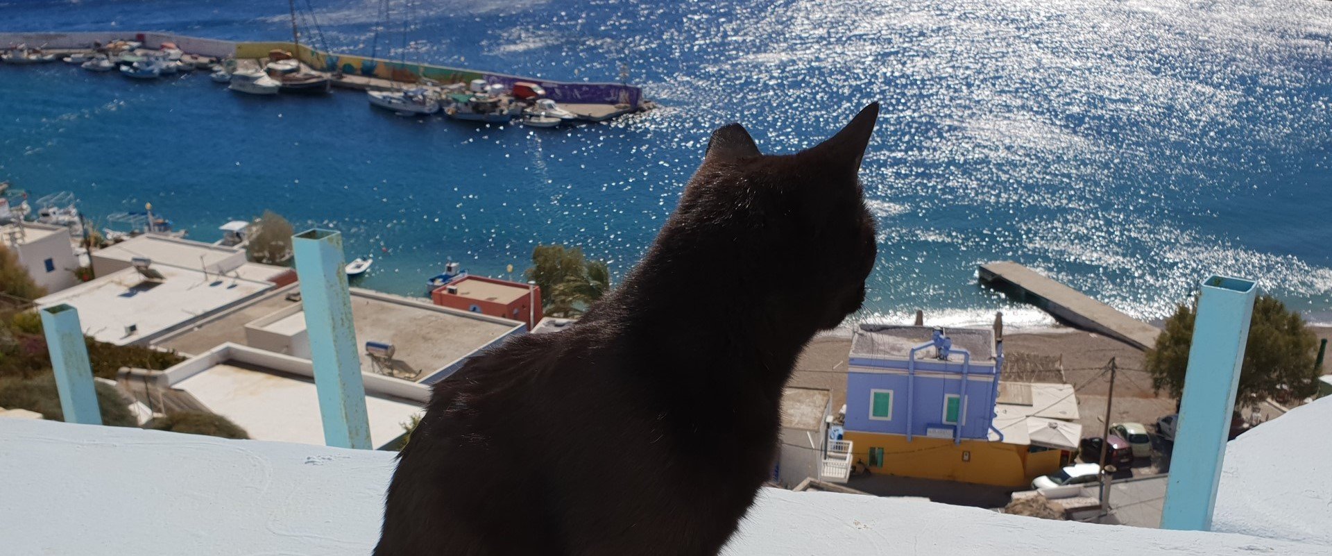 Cats of Greece